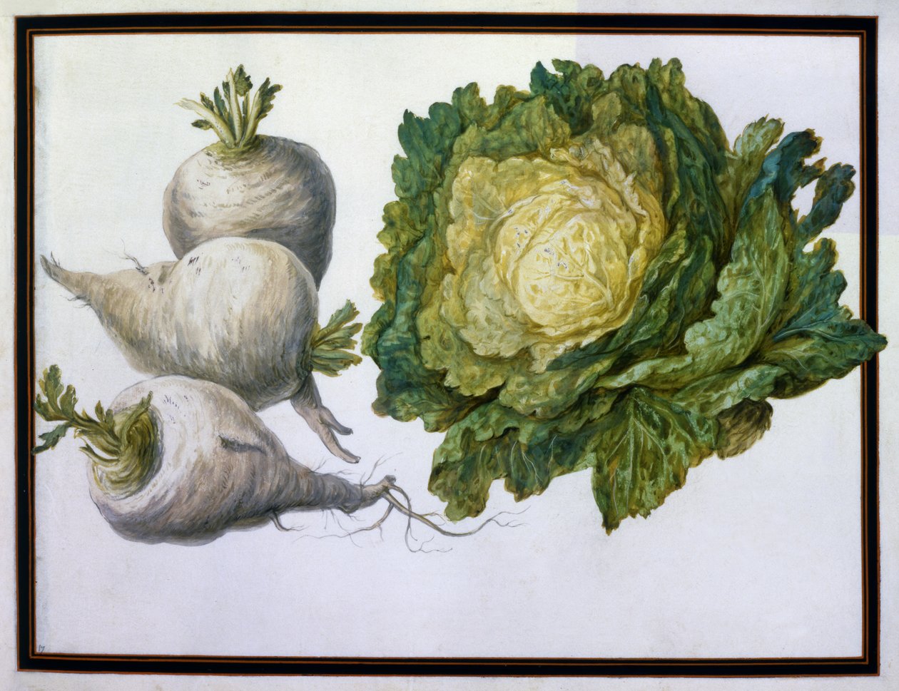 majroer, kål af Claude Aubriet
