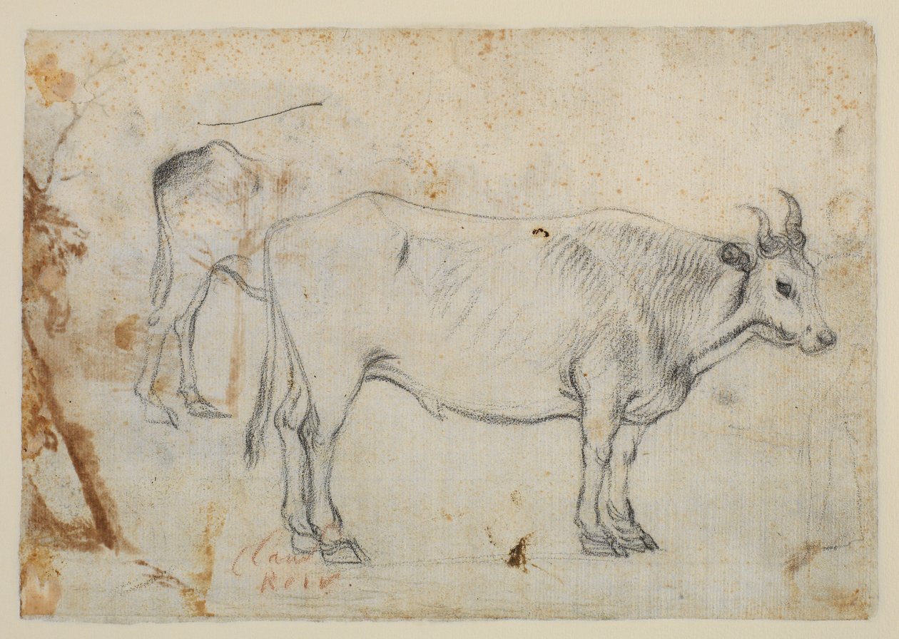 Studie af en okse af Claude Lorrain