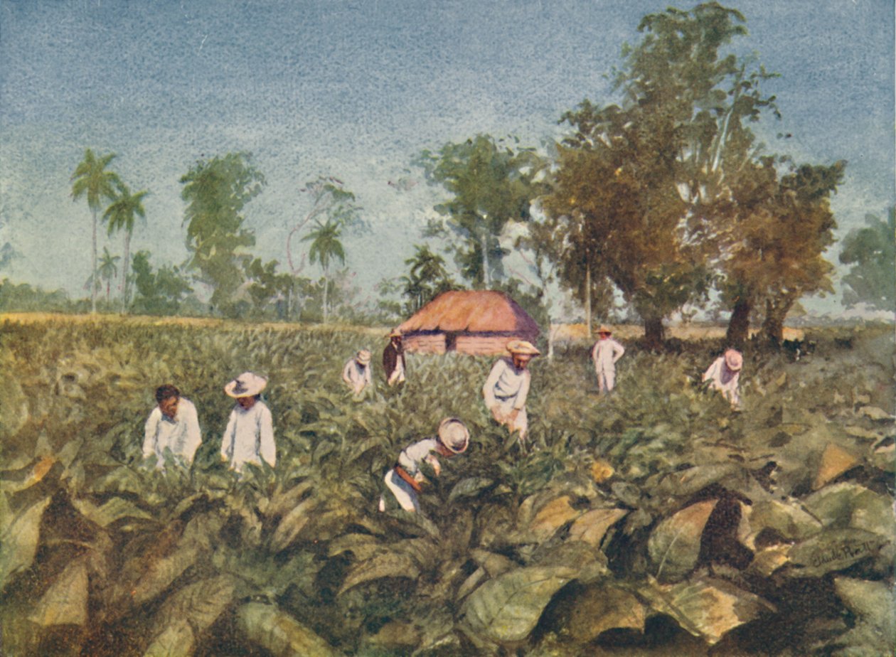 Tobaksplantagen, Cuba, 1916 af Claude Pratt