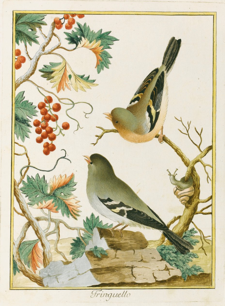 Finke Finke. Fra Ornithology of Southern Europe, 1772. af Clemente Bernini