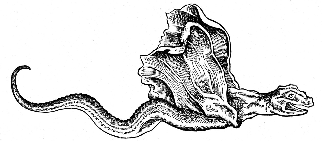 En basilisk af Conrad (after) Gesner
