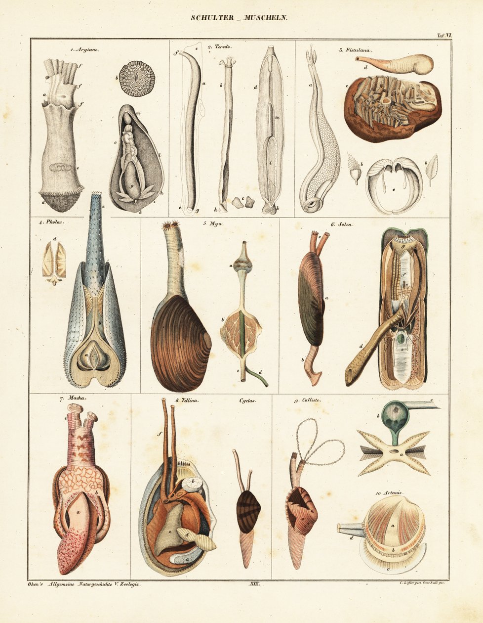 Anatomi af toskallede bløddyr. ,1841 (litografi) af Conrad Kull