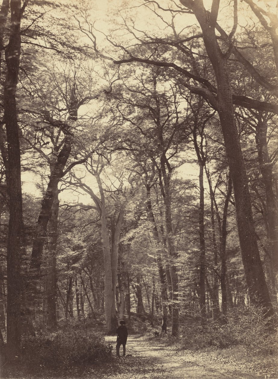 Skovscene, ca. 1865. af Constant Alexandre Famin