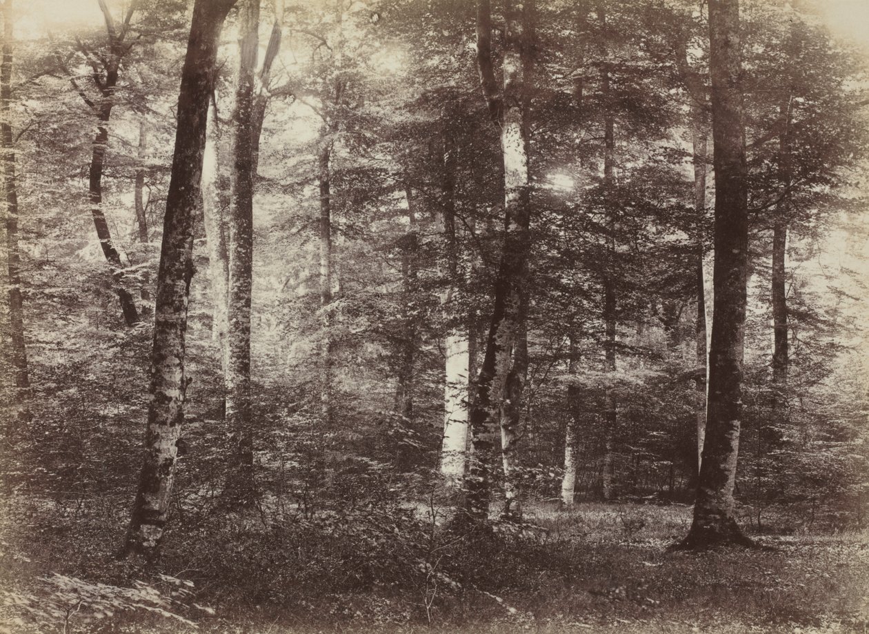Uden titel (Skoven Fontainebleau) af Constant Alexandre Famin