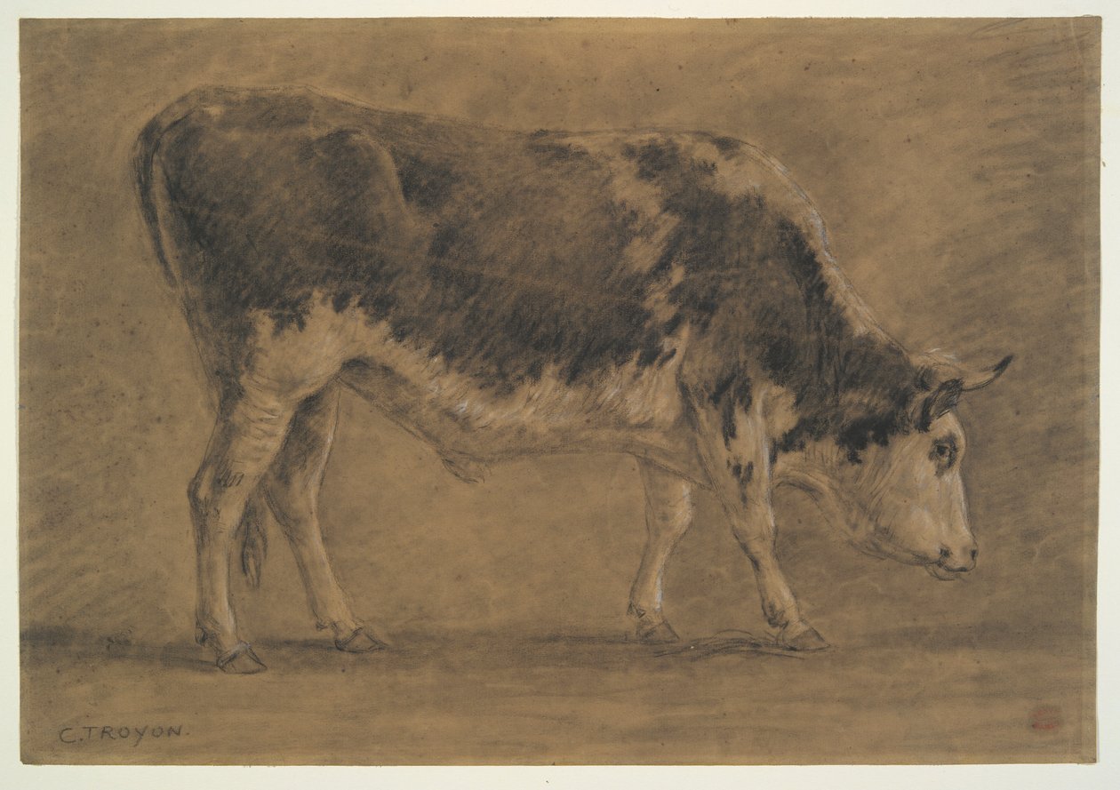 American Ox af Constant Troyon