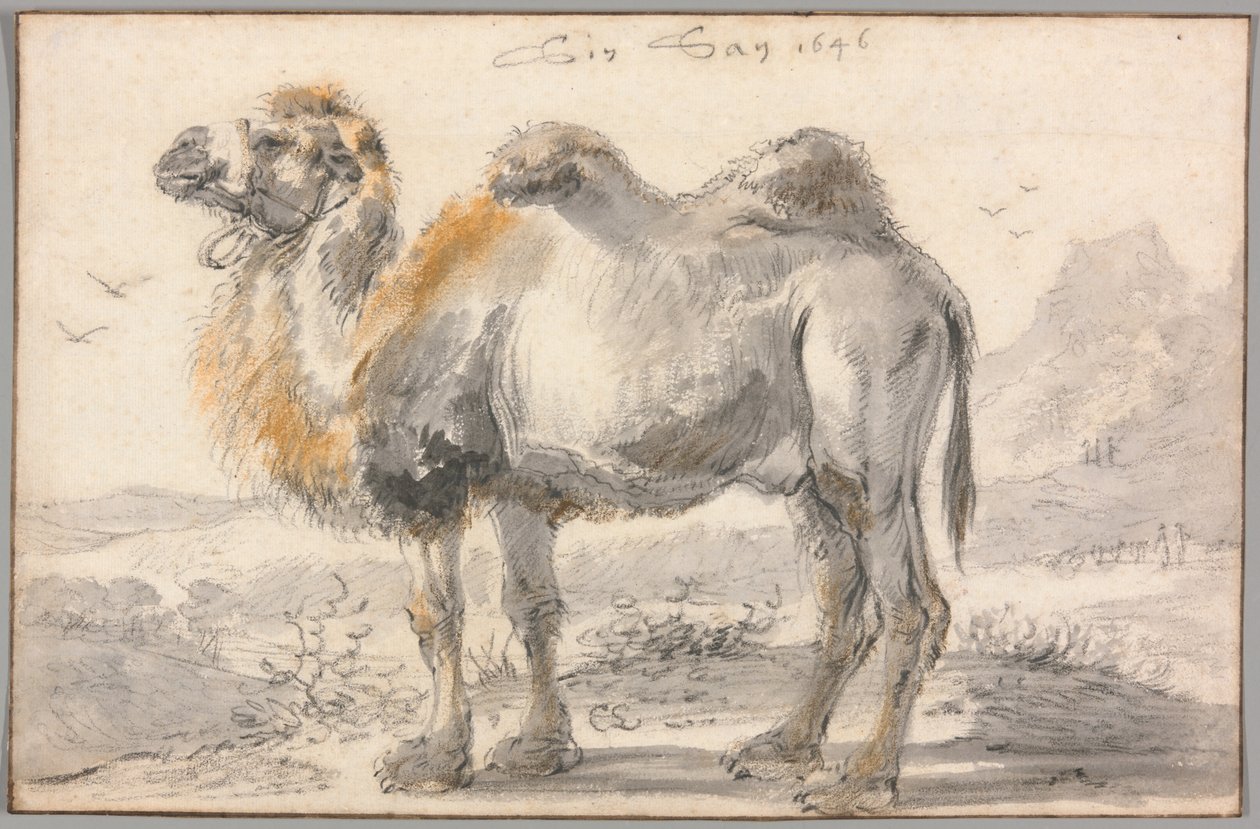 En kamel af Cornelis Saftleven