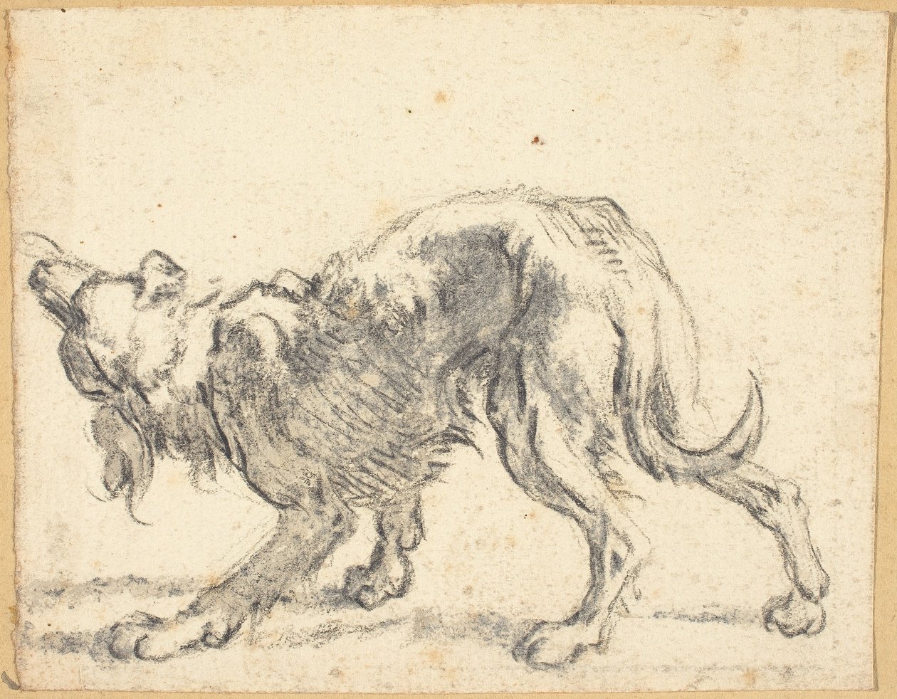 En hund af Cornelis Saftleven