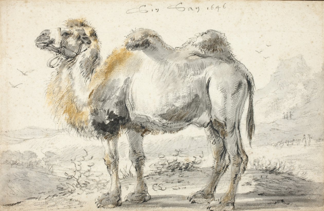 En kamel af Cornelis Saftleven