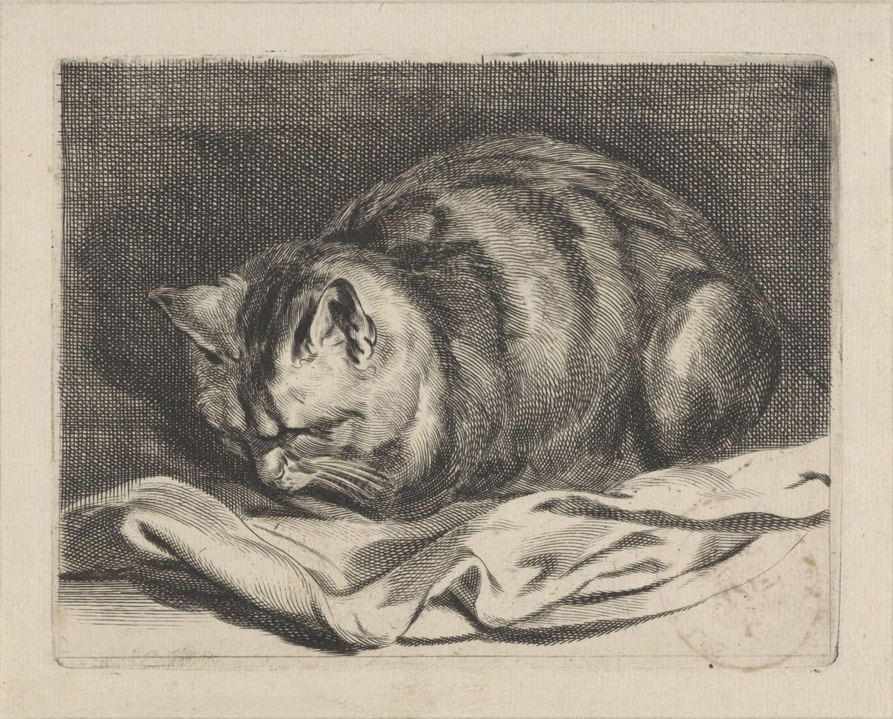 lille kat af Cornelis Visscher (II)