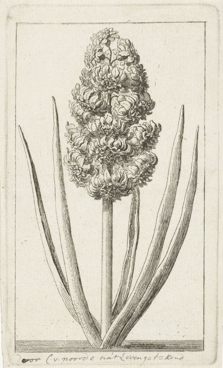 Hyacint af Cornelis van Noorde