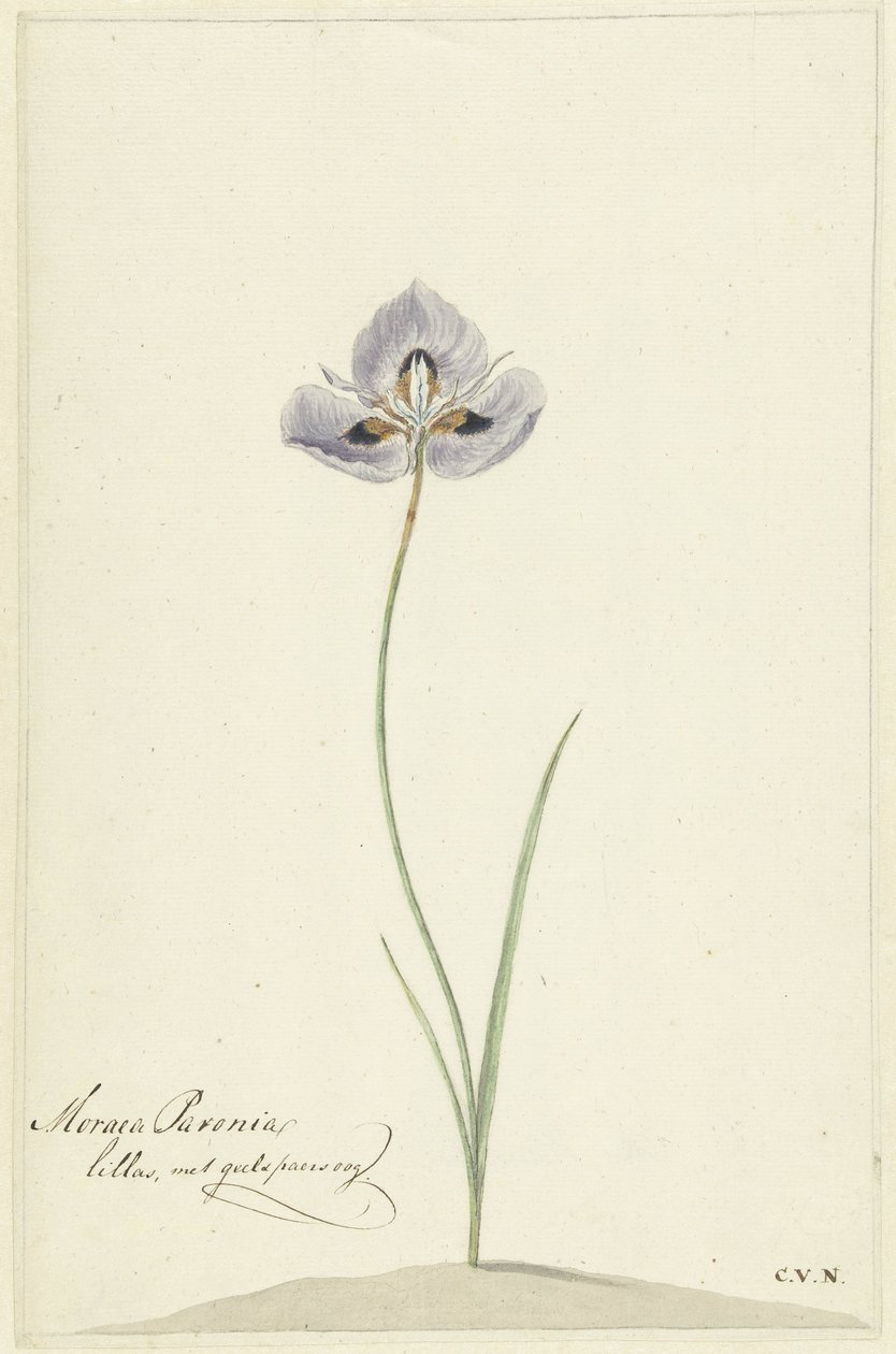 Iris af Cornelis van Noorde