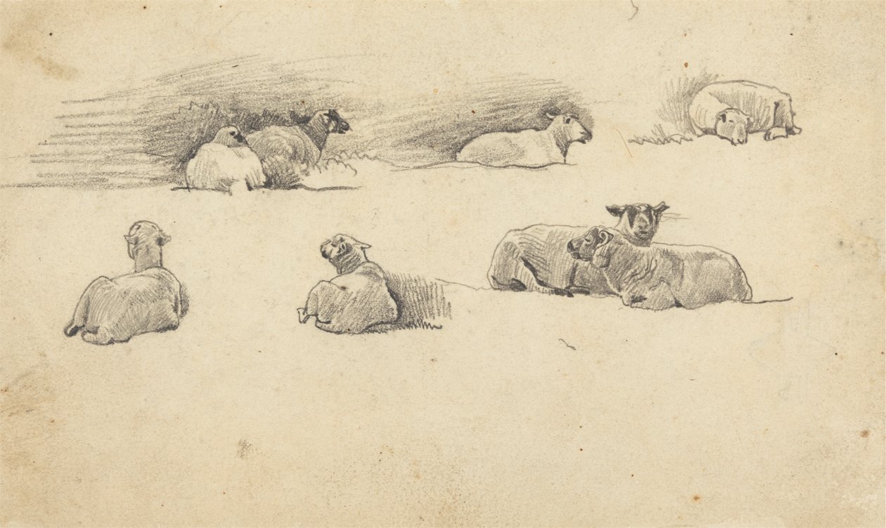 Studie af får af Cornelius Varley