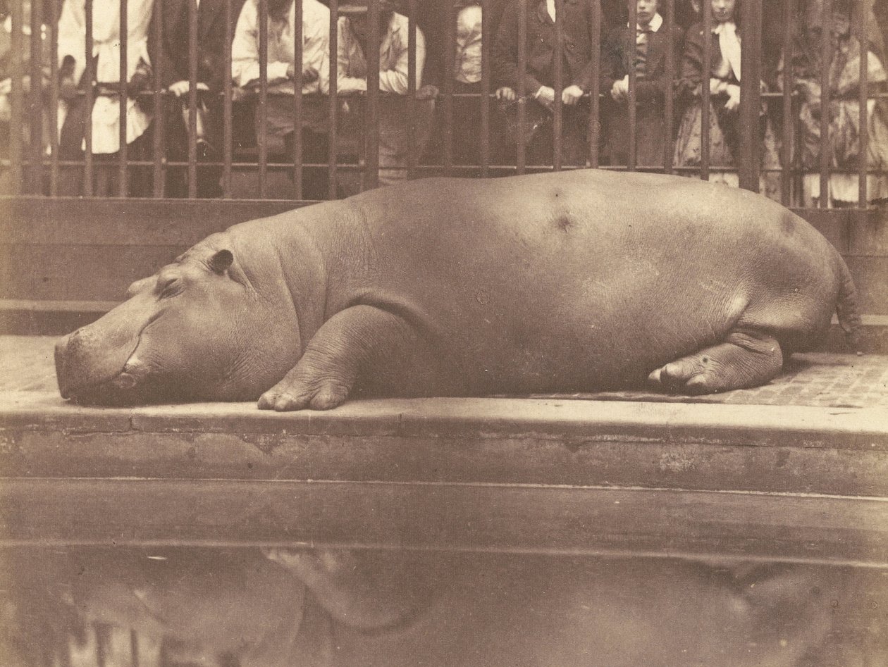 Flodhesten i den zoologiske have, Regents Park af Count de Montizon