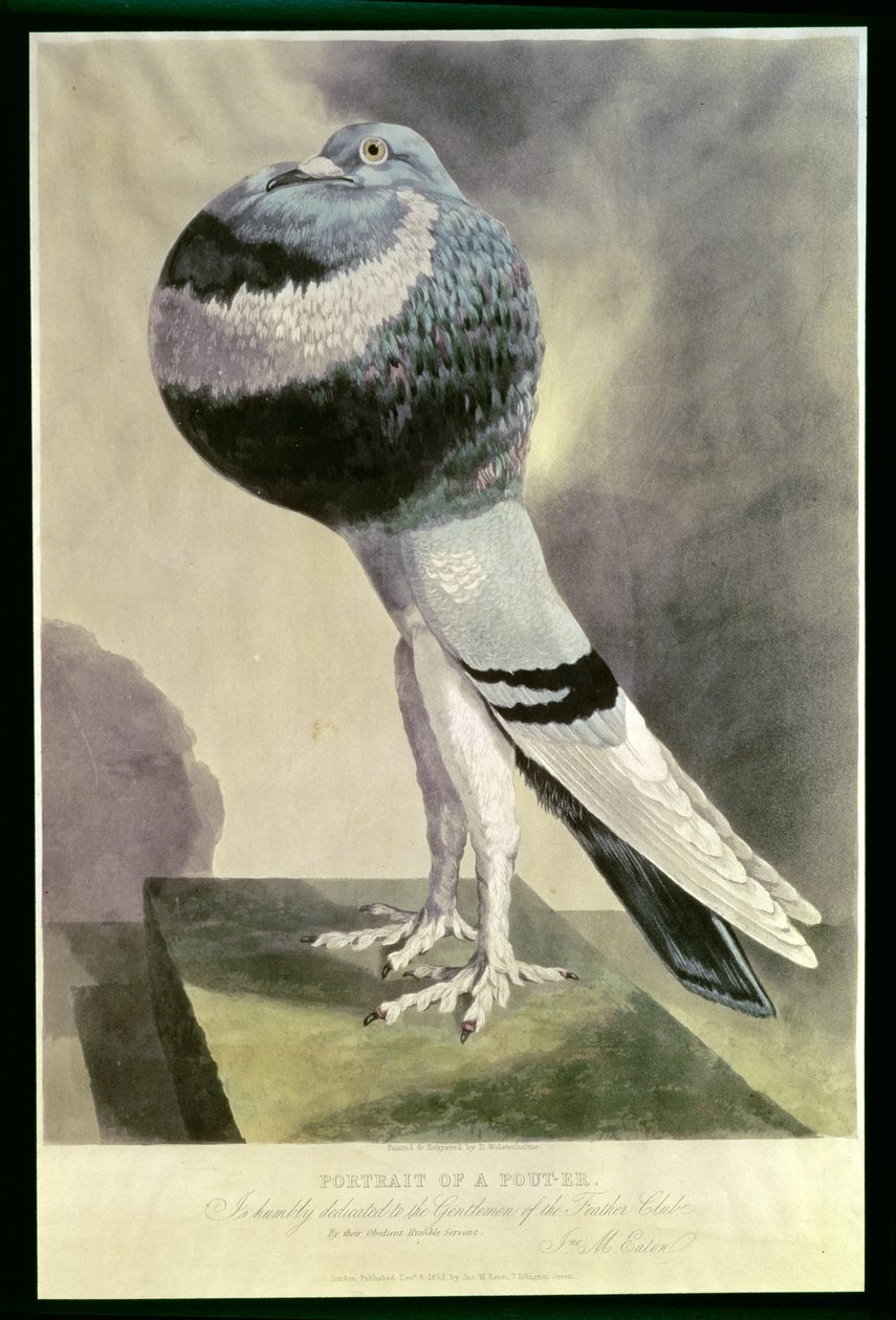 Portræt af Pouter Pigeon af D. Wolsenholme