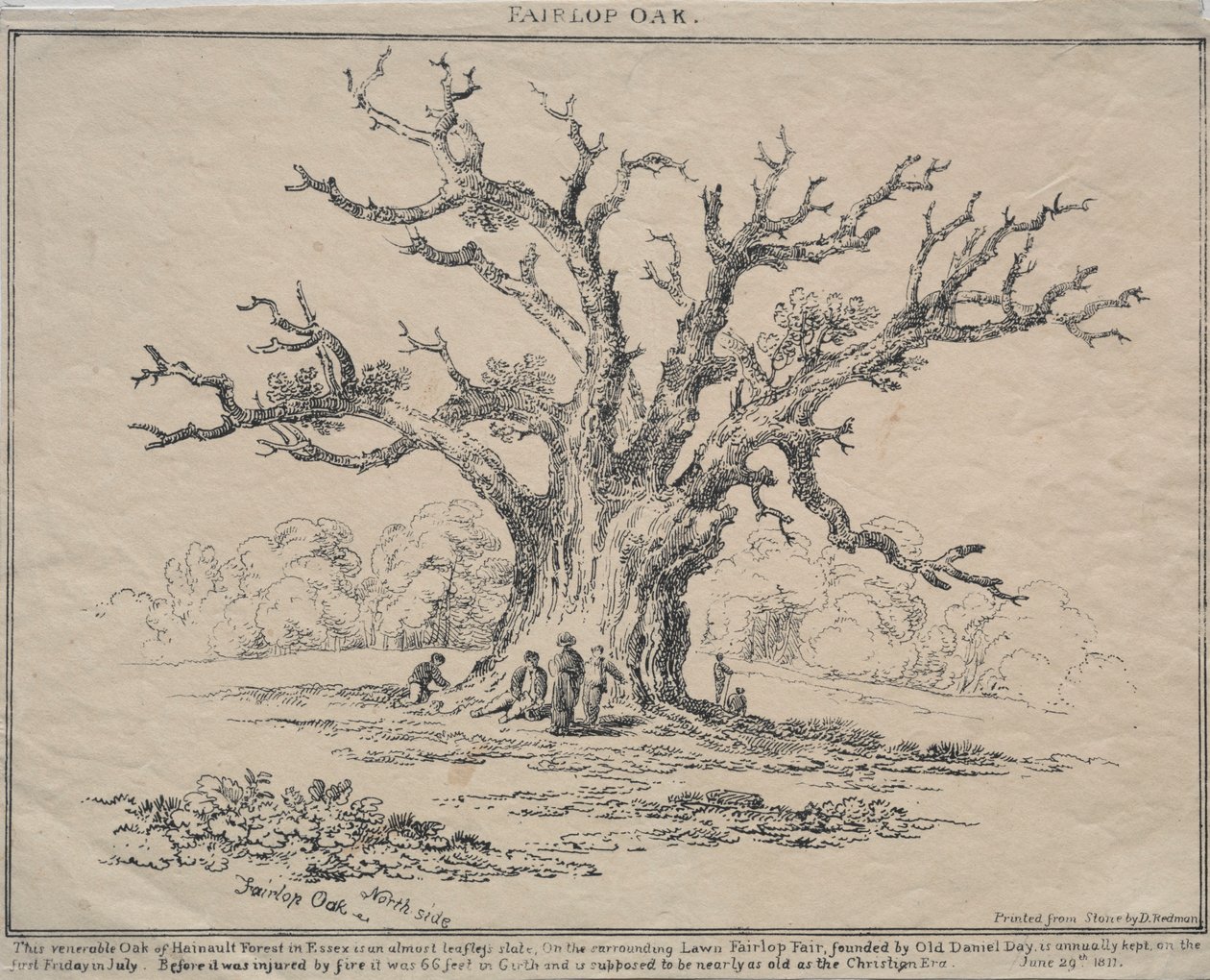 Fairlop Oak, 1811. af D. H. Redman