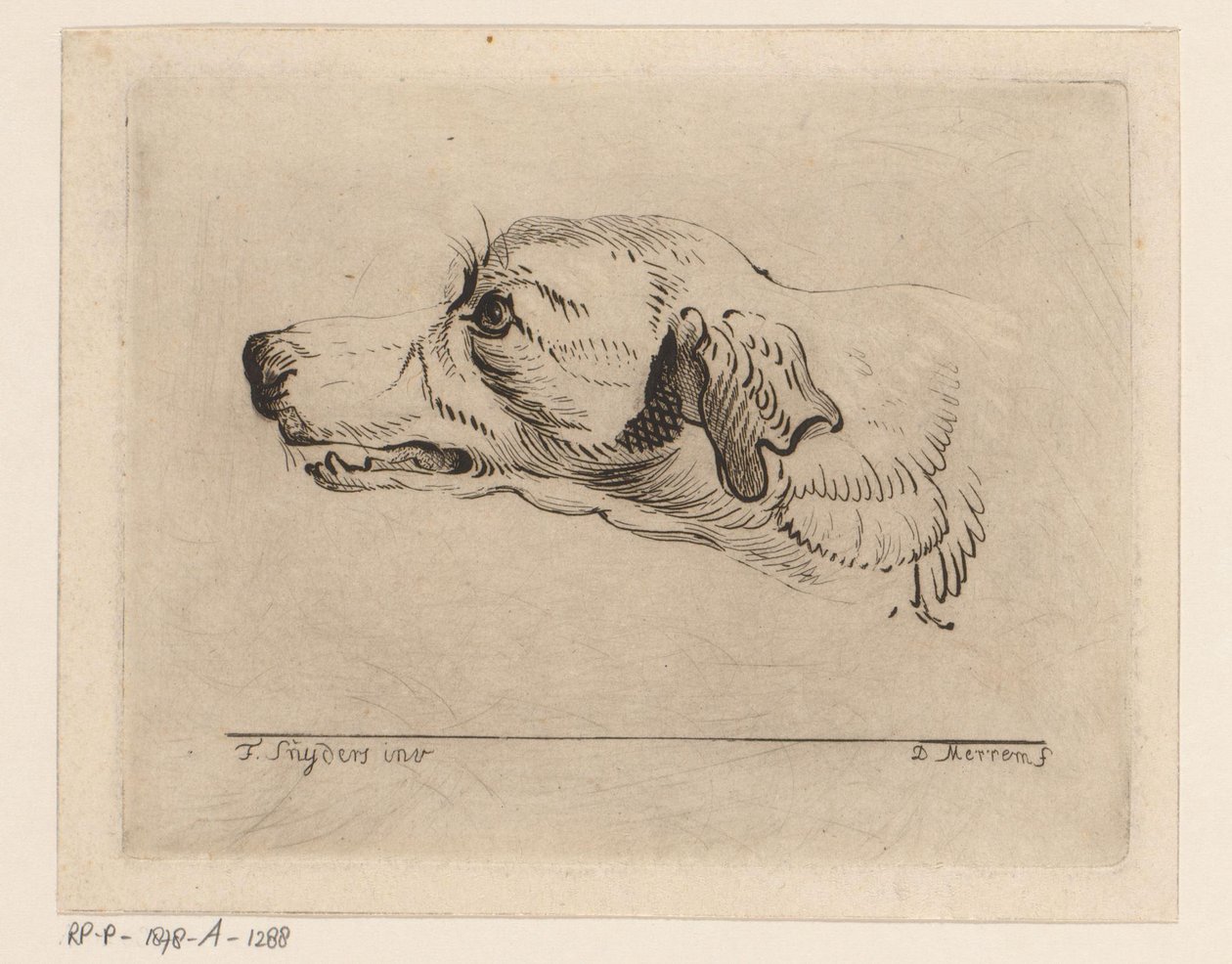 Hovedet af en hund af D. Merrem