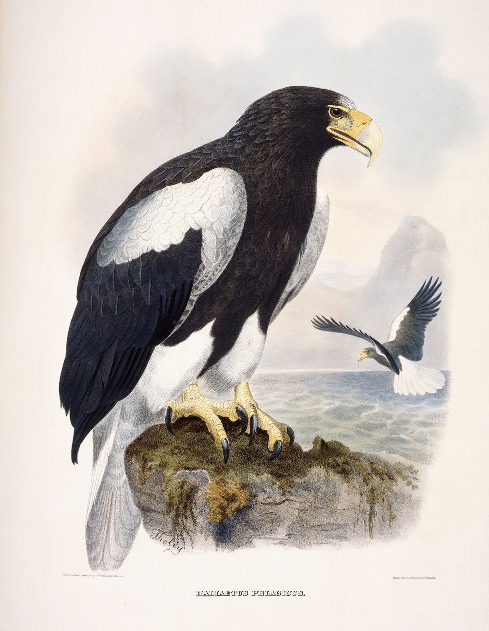 Haliaetus Pelagicus af Daniel Girard Elliot