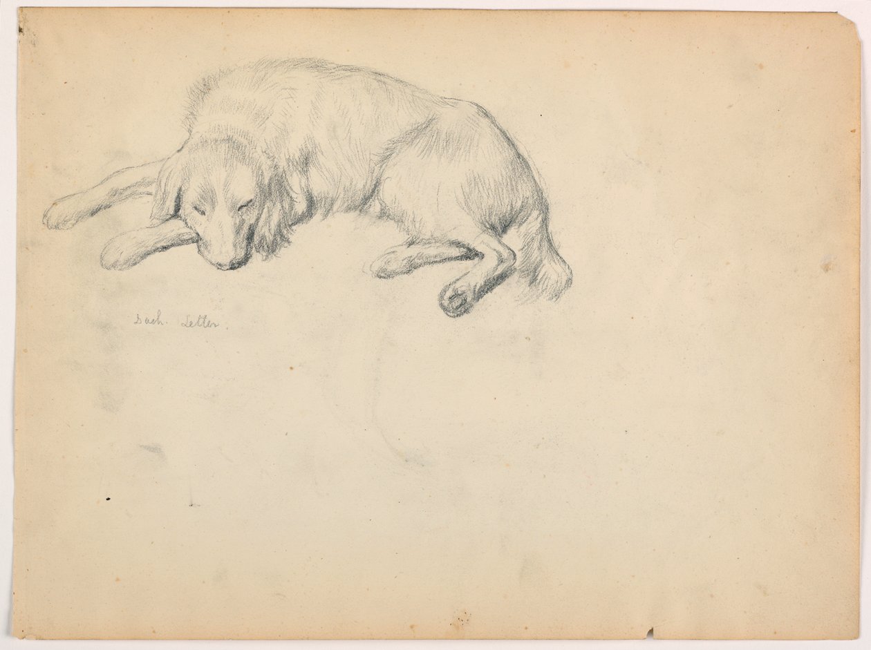 Tegning, Dash (en setter), ca. 1862 af Daniel Huntington
