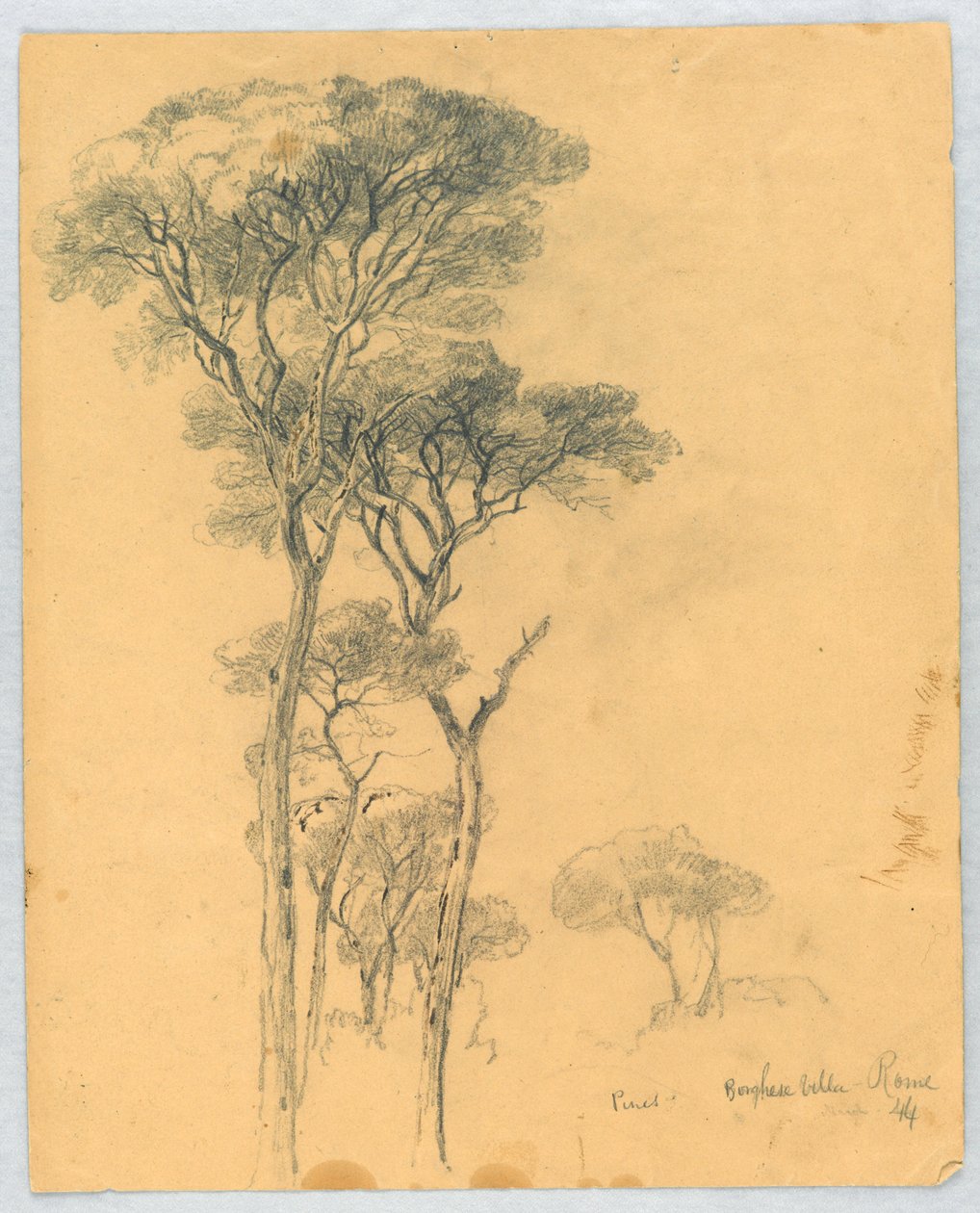 Studie af Pines, Borghese Villa, Rom af Daniel Huntington