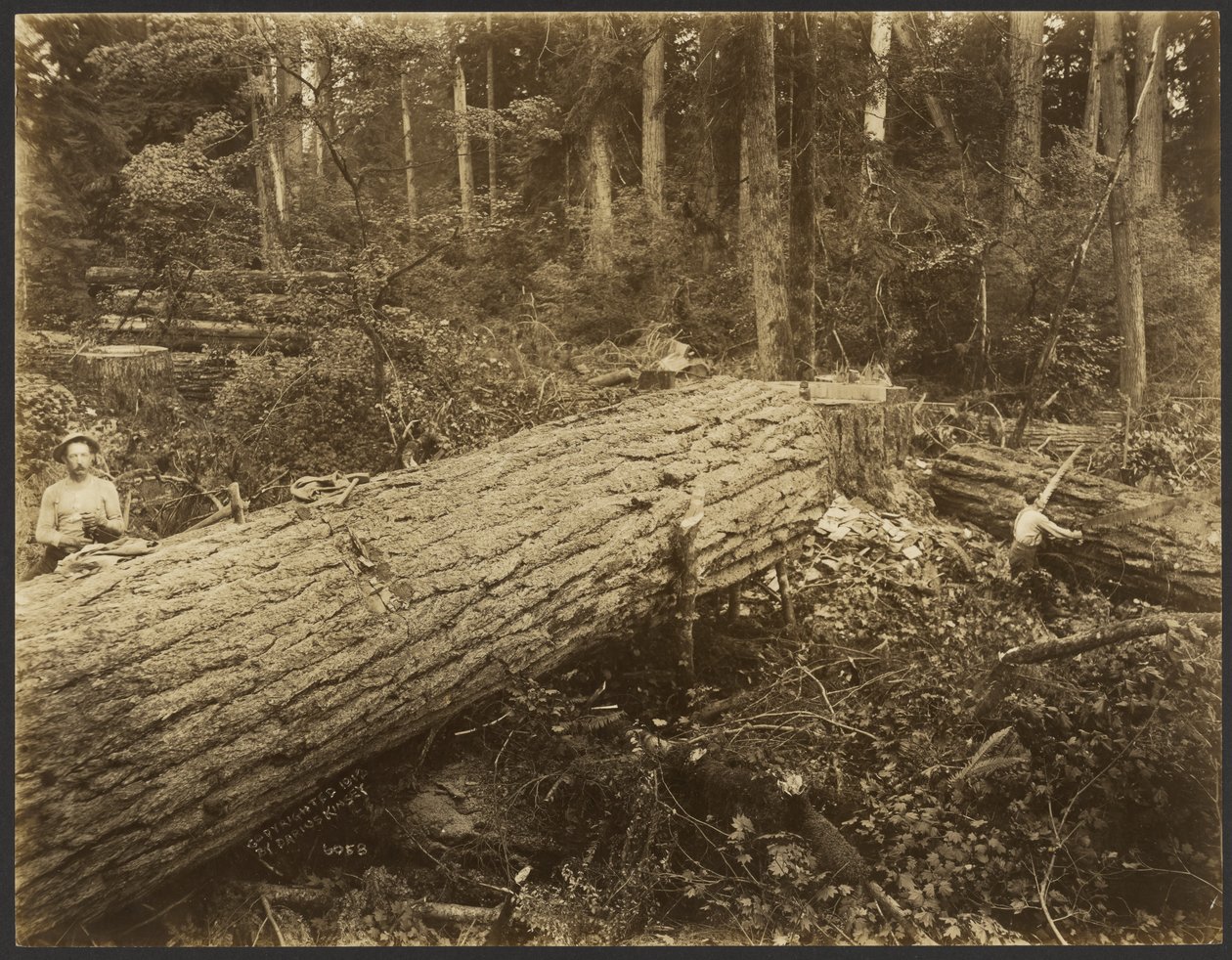 [Logging/ Timber Scene] af Darius Kinsey
