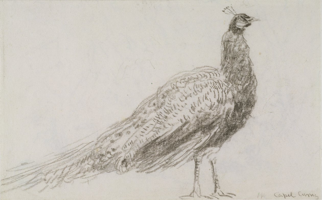 Påfugl ved Capel Curig, ca. 1845 (sort kridt på vævet papir) af David Cox