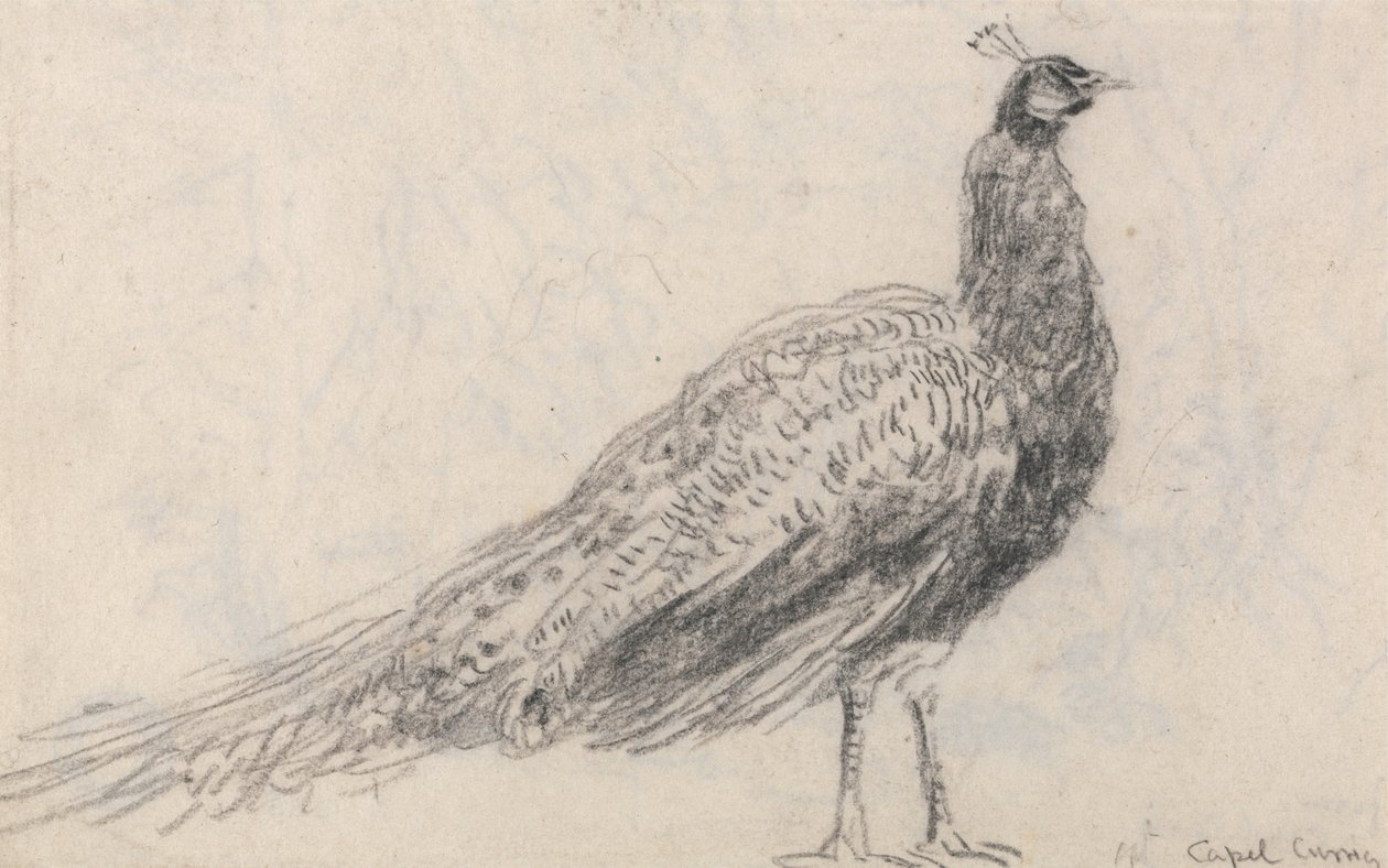 Påfugl ved Capel Curig af David Cox