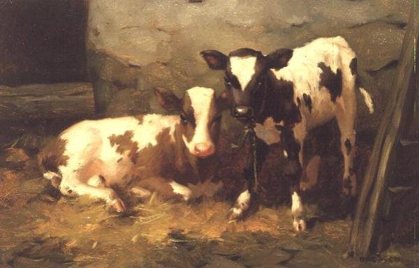 Kalve i en lade af David Gauld