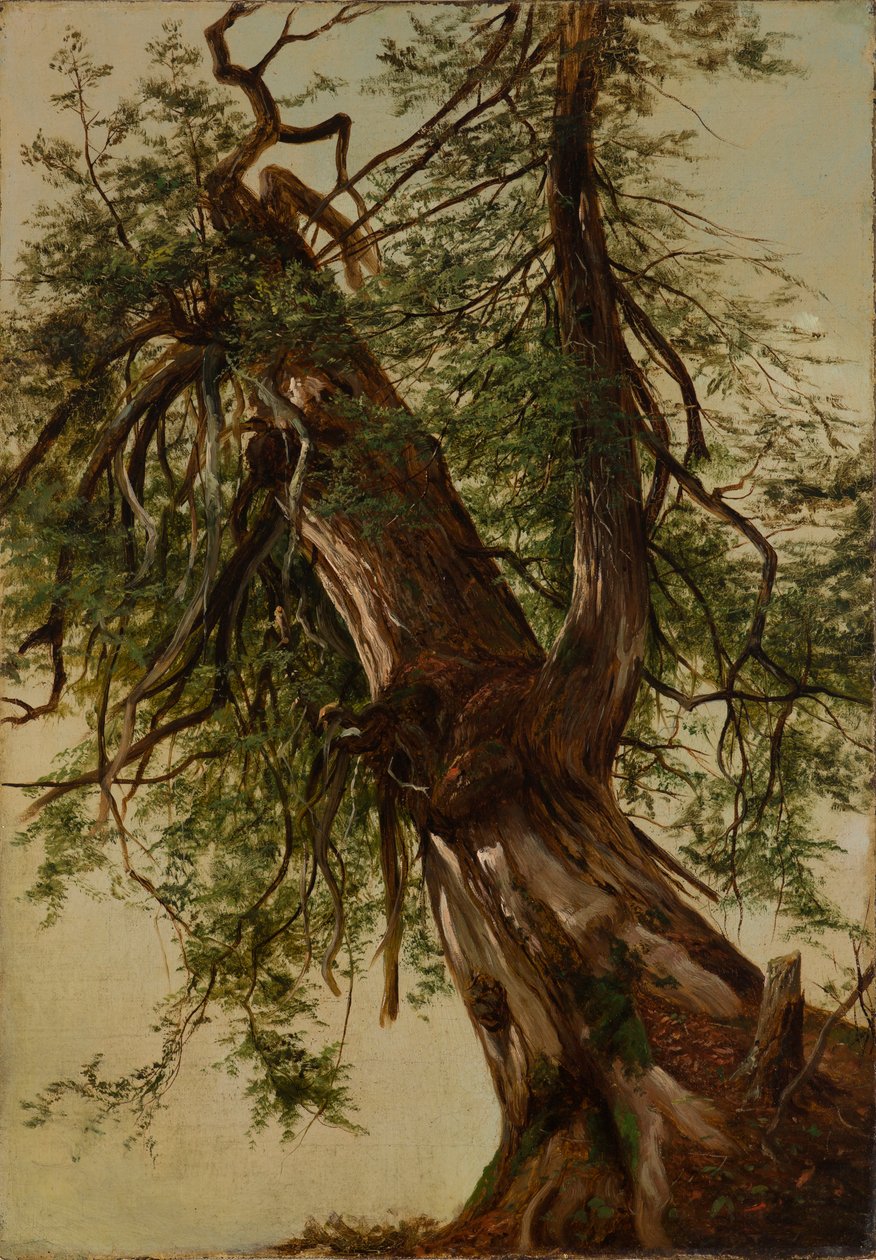 Studie af et cedertræ af David Johnson