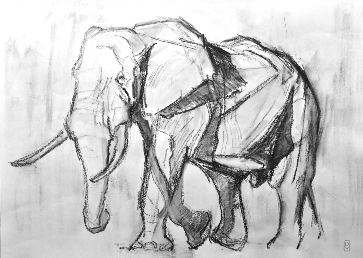 African Bull Elephant, 2019 (kul på papir) af David Mayer