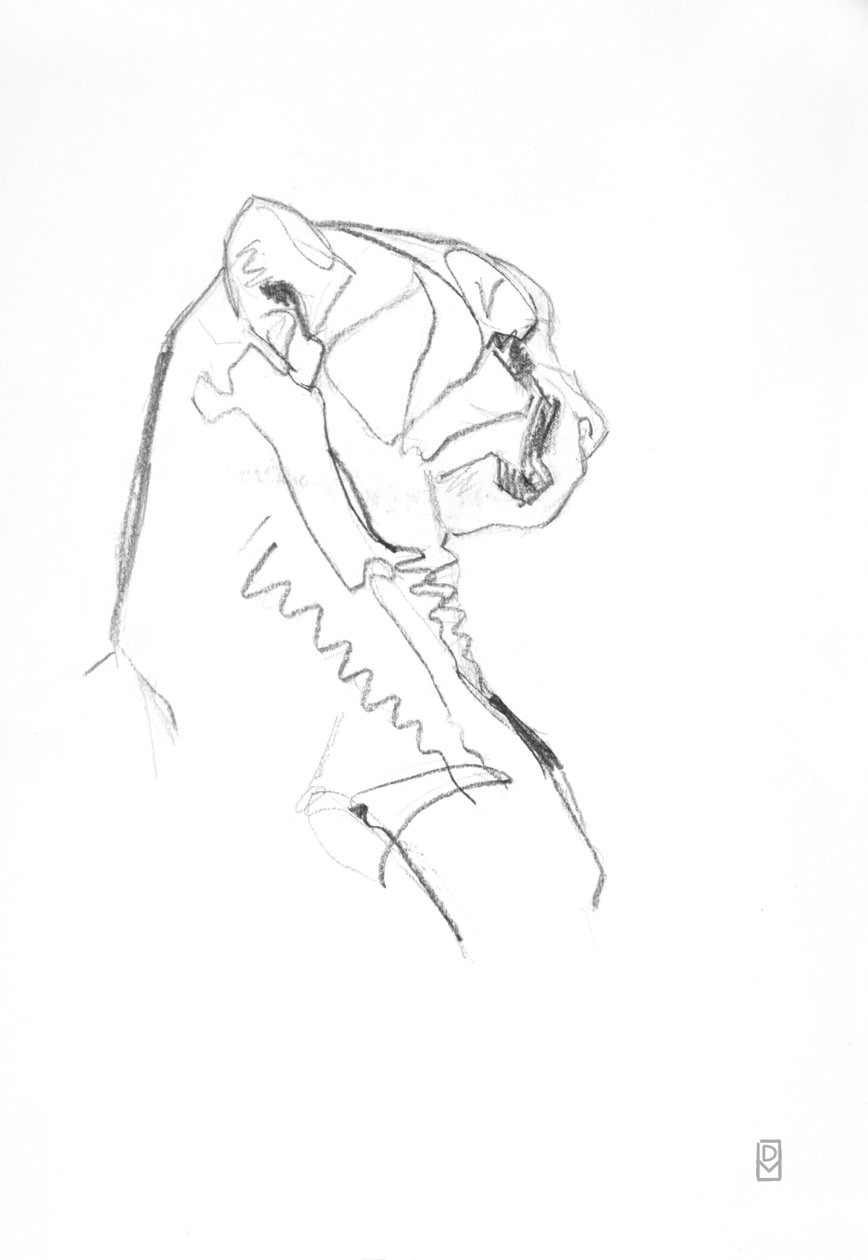 Cheetah, 2014 (Grafit på papir) af David Mayer