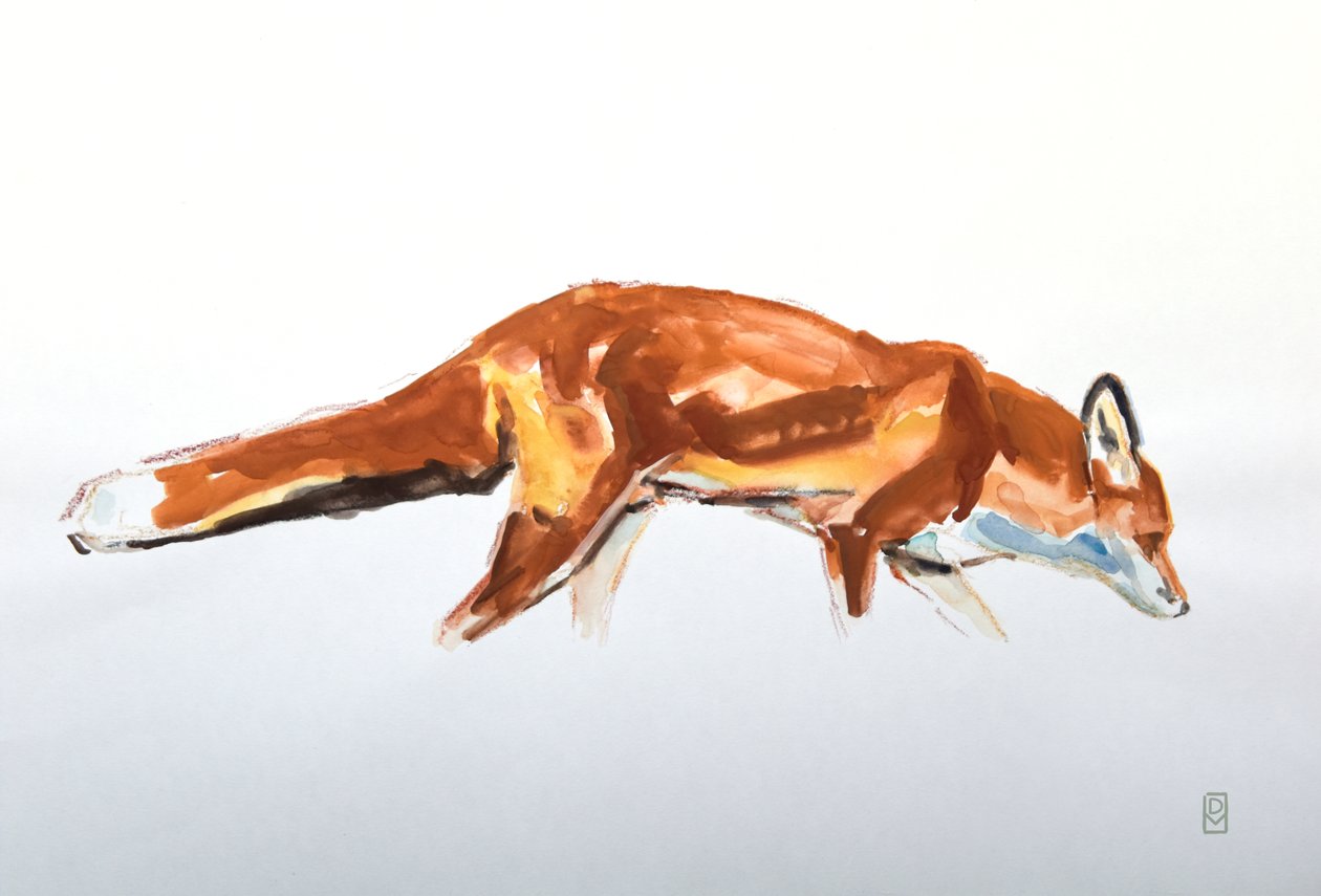 Red Fox, 2020 (akvarel og farveblyant) af David Mayer