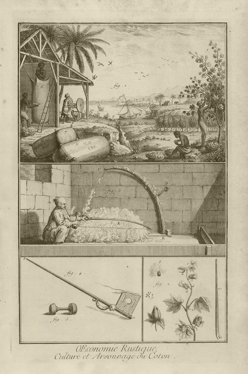 Bomuldsmarker i Amerika; skårlægning med en bue; bomuldsplante (titel), 1762 af Denis Diderot