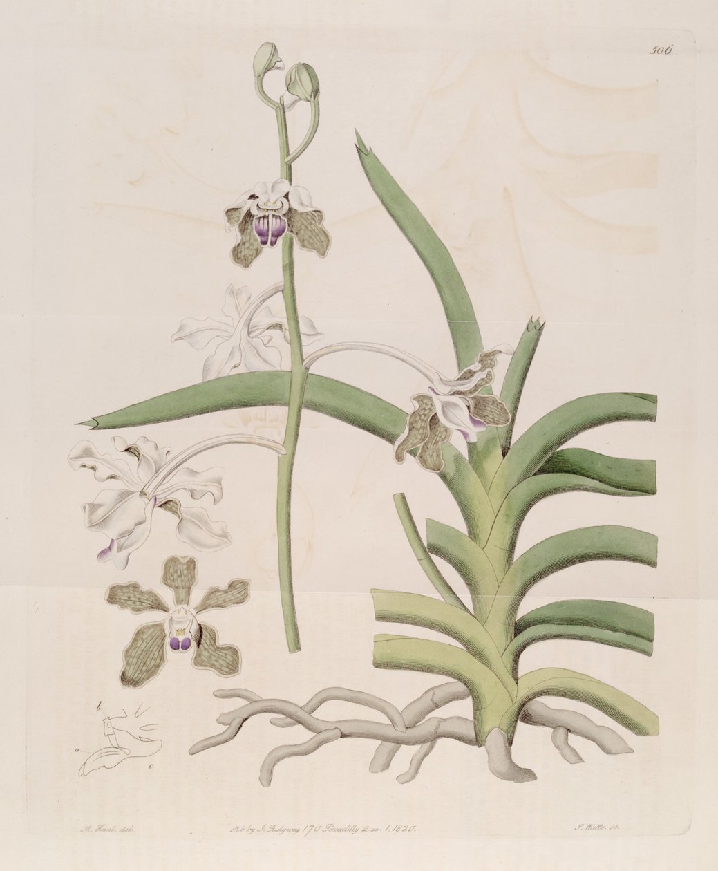 Illustration af Vanda tessellata (som syn. Vanda roxburghii) af Designer