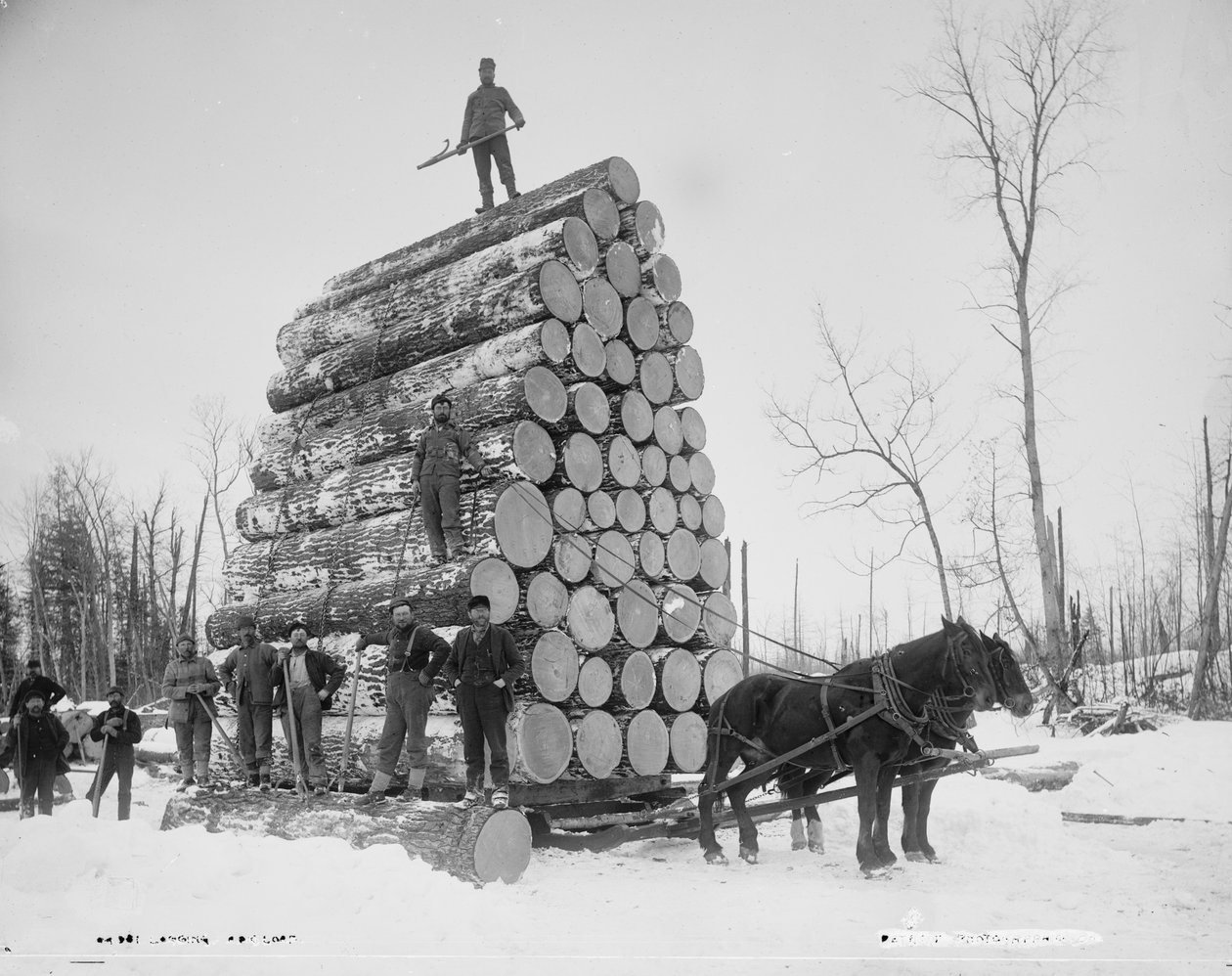 Logger en stor byrde, Michigan, ca. 1880-99 af Detroit Publishing Co.