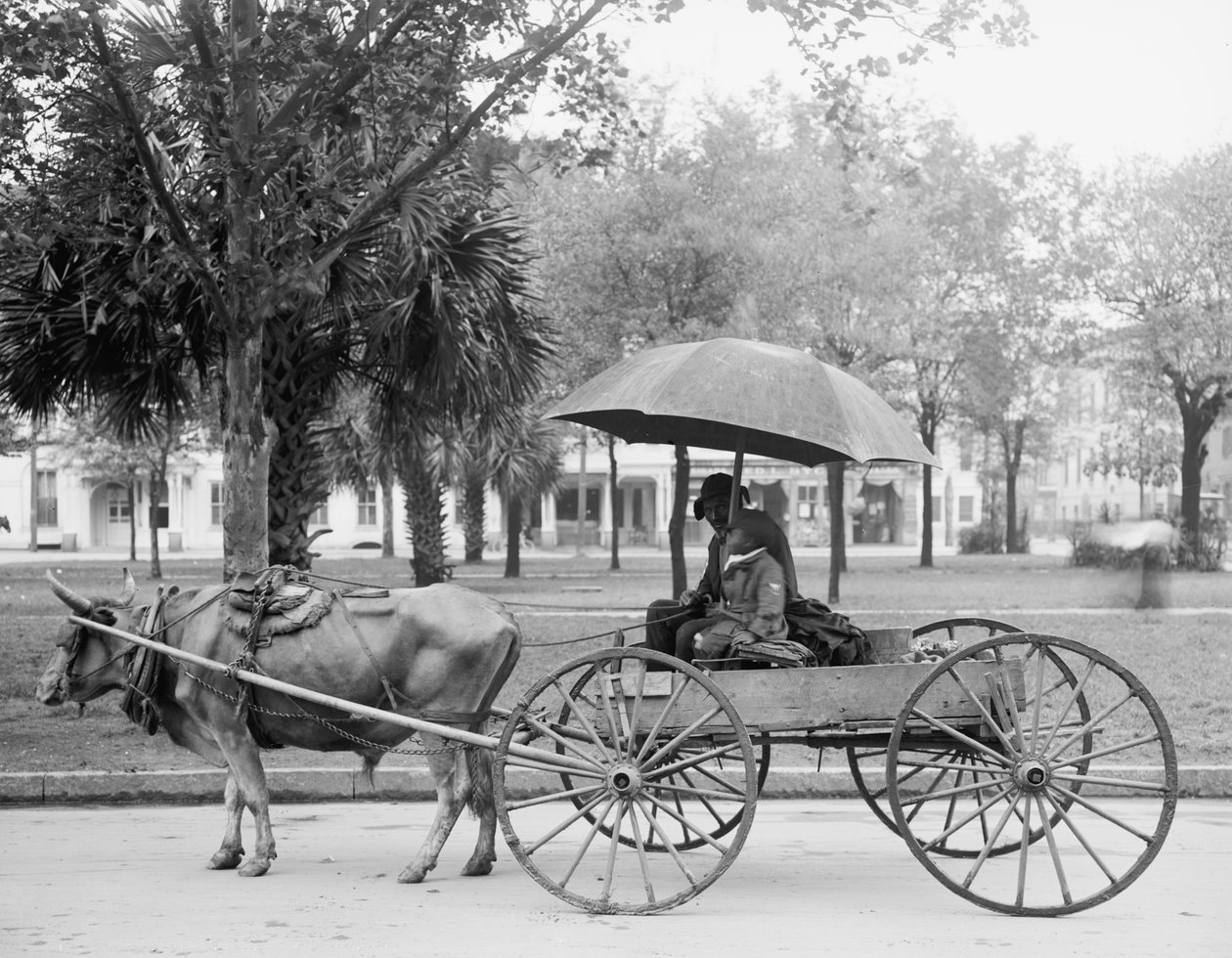 Bovinmobile i Savannah, Georgia af Detroit Publishing Co.