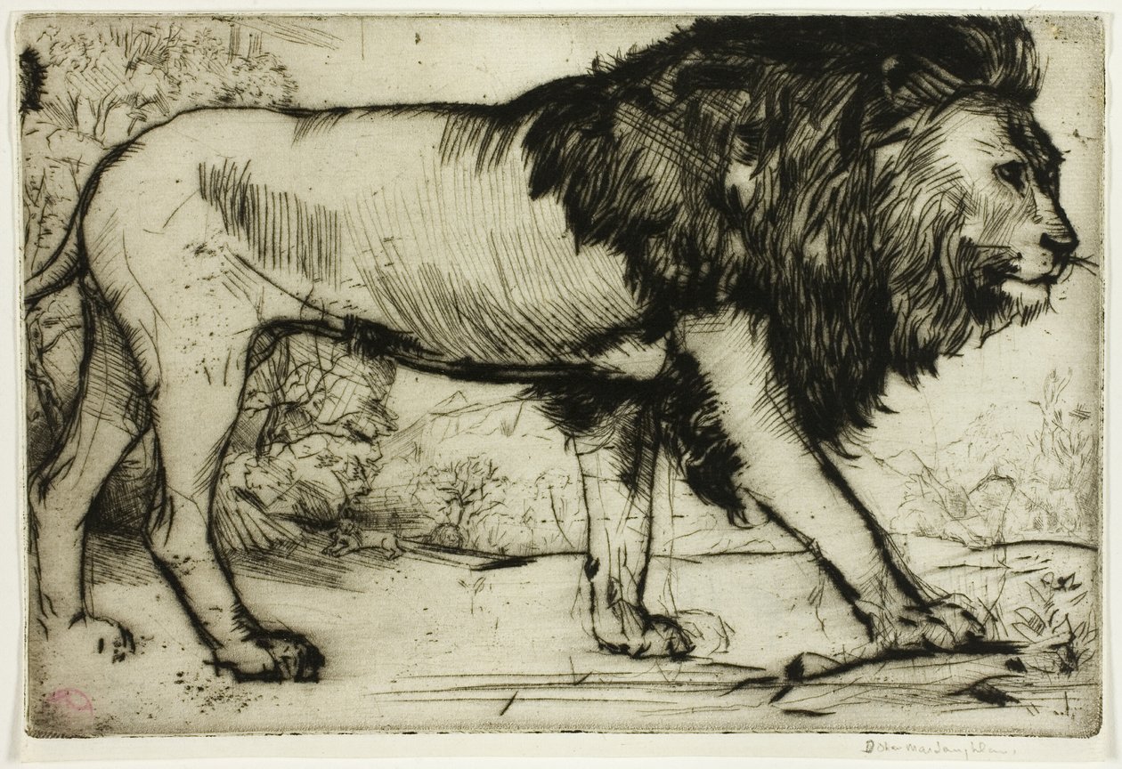 En løve af Donald Shaw MacLaughlan