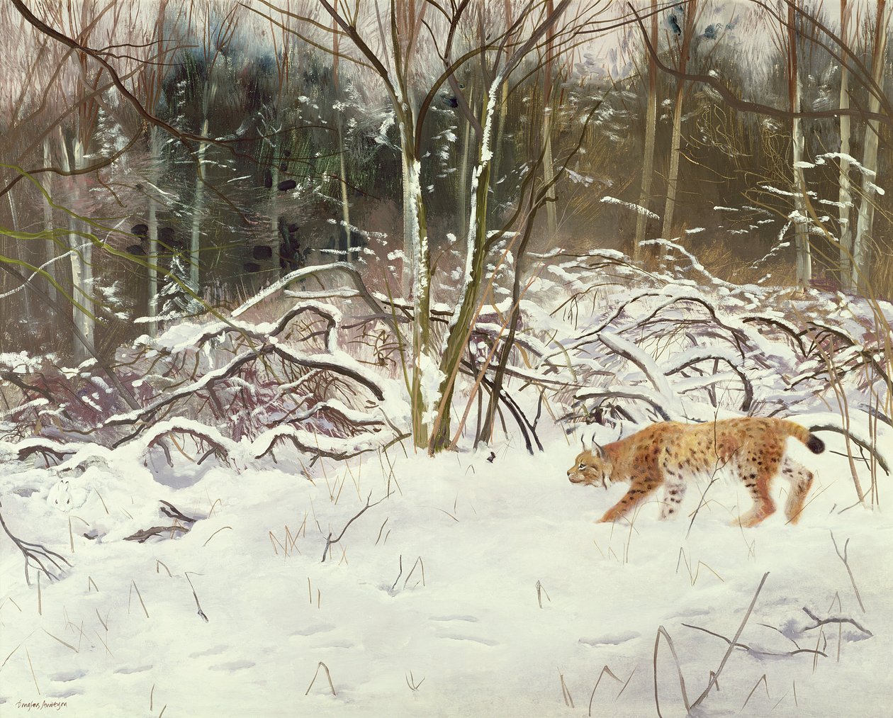 Lynx og hare af Douglas Anderson