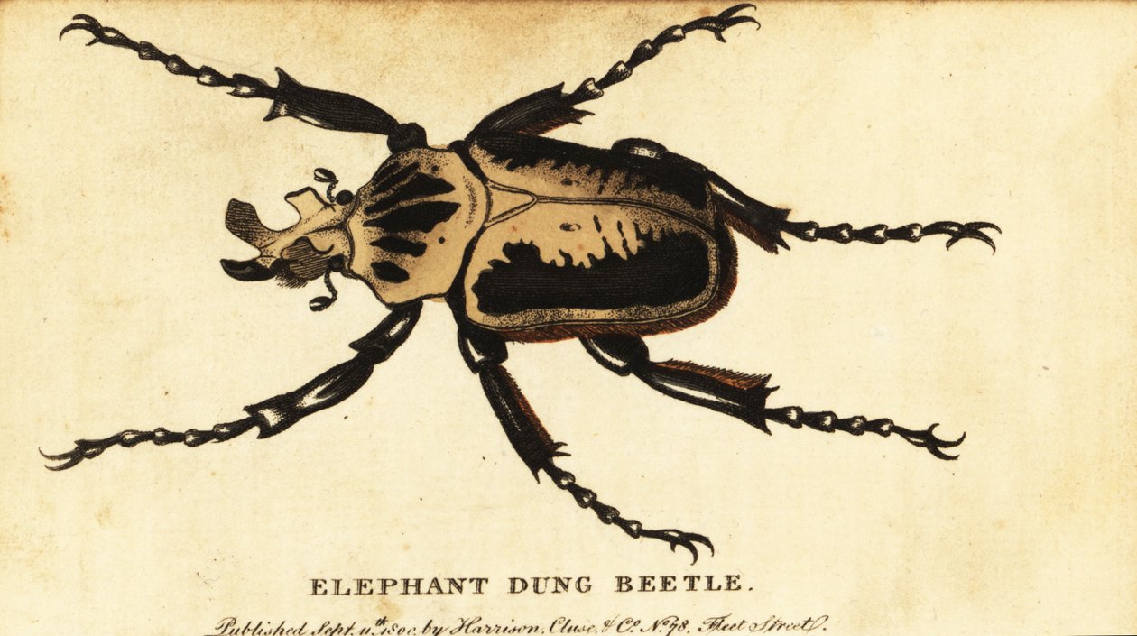 Kongelig goliatbille, Goliathus regius., 1800 (gravering) af Dru Drury