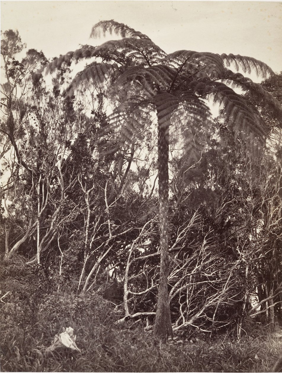 Træbregne, 1863. af Désiré Charnay