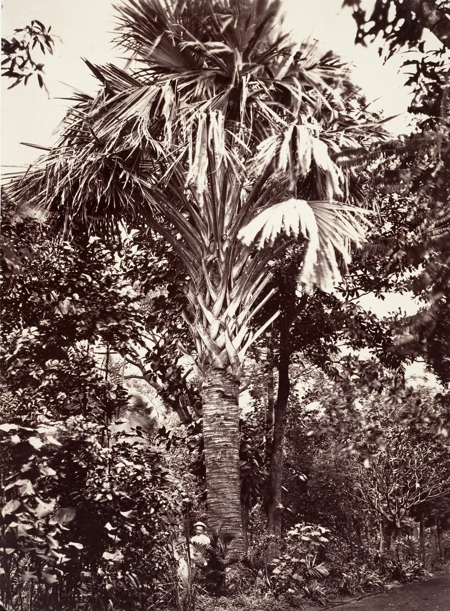 Grand Latanier, 1863. af Désiré Charnay