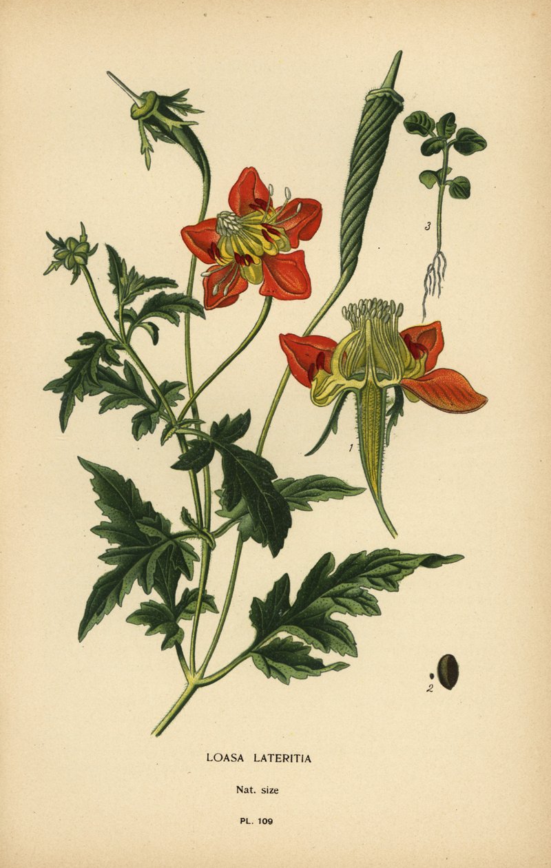Loasa lateritia. af Désiré Georges Jean Marie Bois