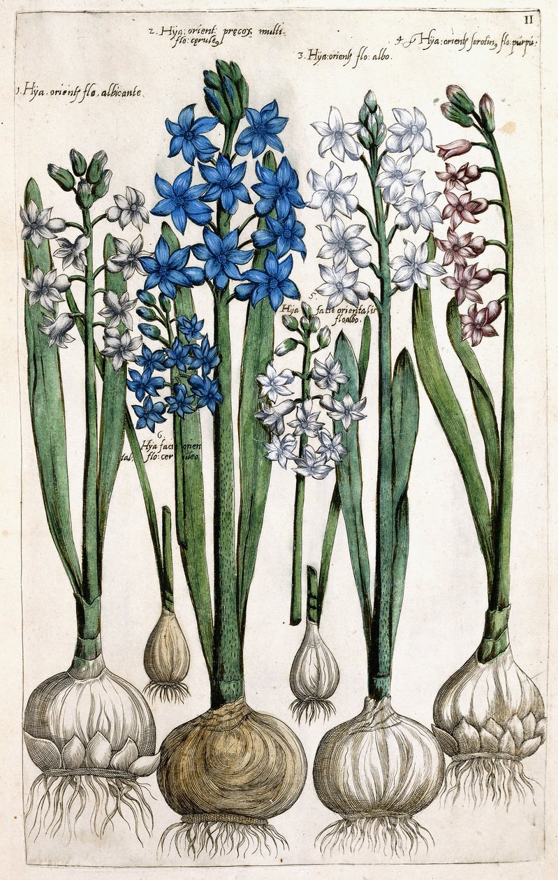Hyacinter, 1631-1647 af Dutch School
