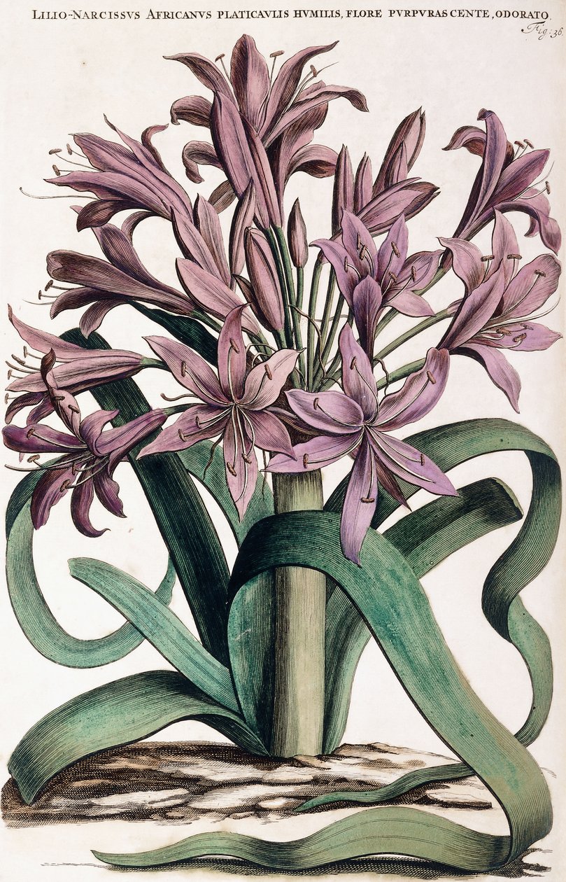 Lillio-Narcissus, 1697-1701 af Dutch School