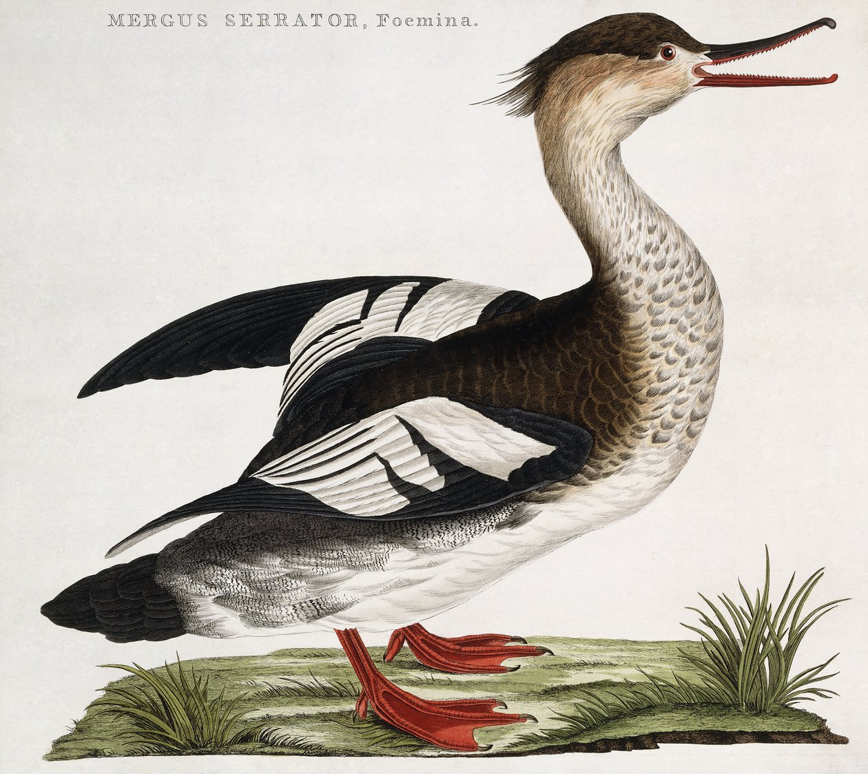Mergus Serrator, kvinde af Dutch School