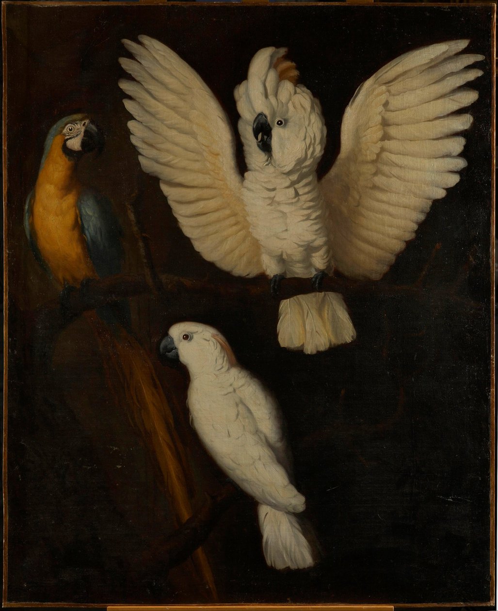 Papegøjer, ca. 1670 af Dutch School