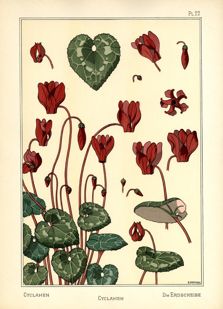 Cyclamen af E. Hervegh
