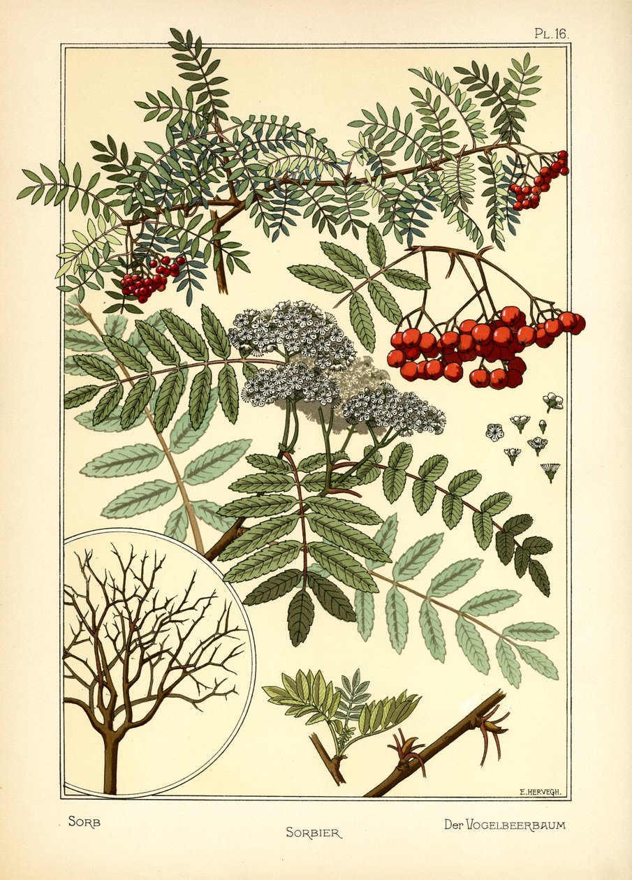 Sorben af E. Hervegh