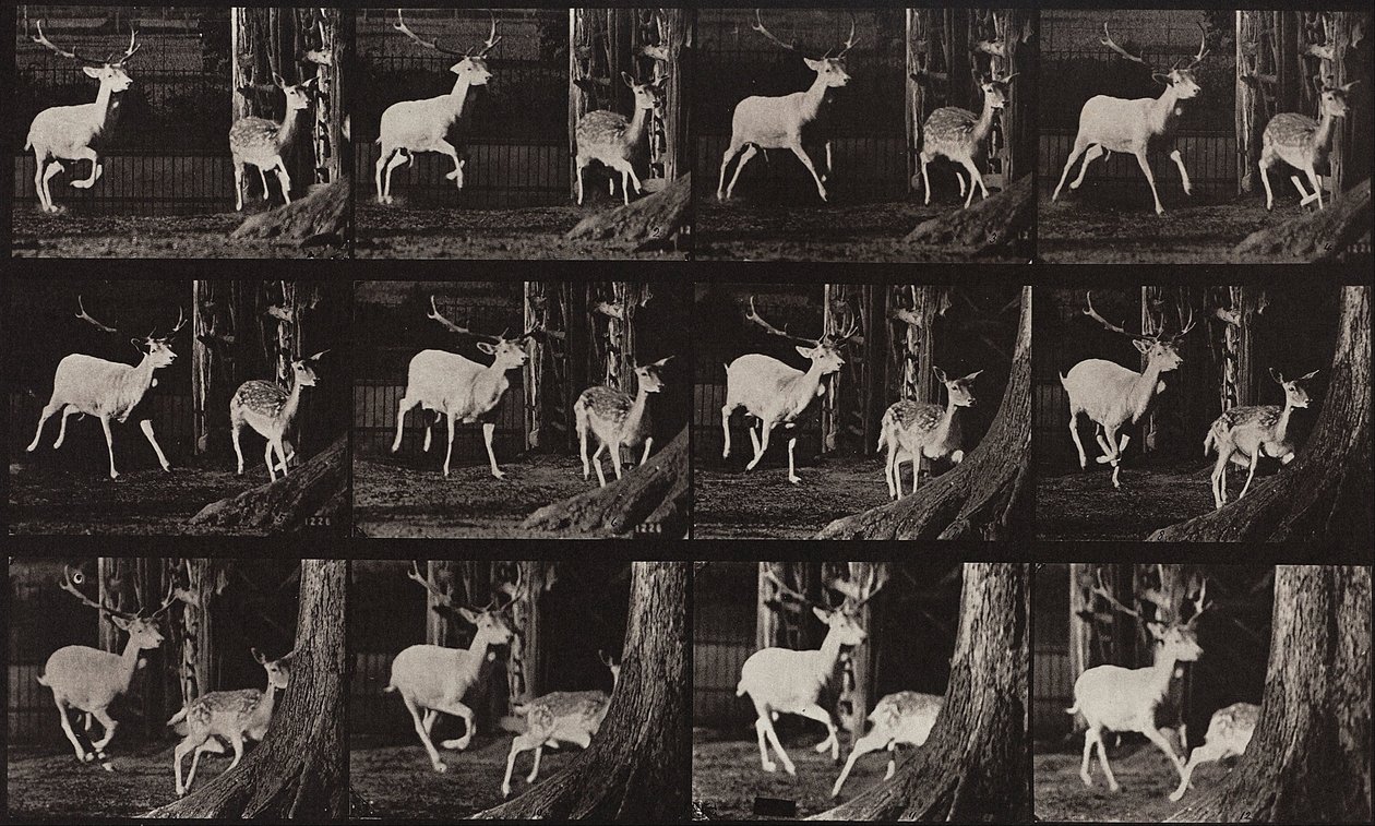 Animal Locomotion, plade 686 af Eadweard Muybridge