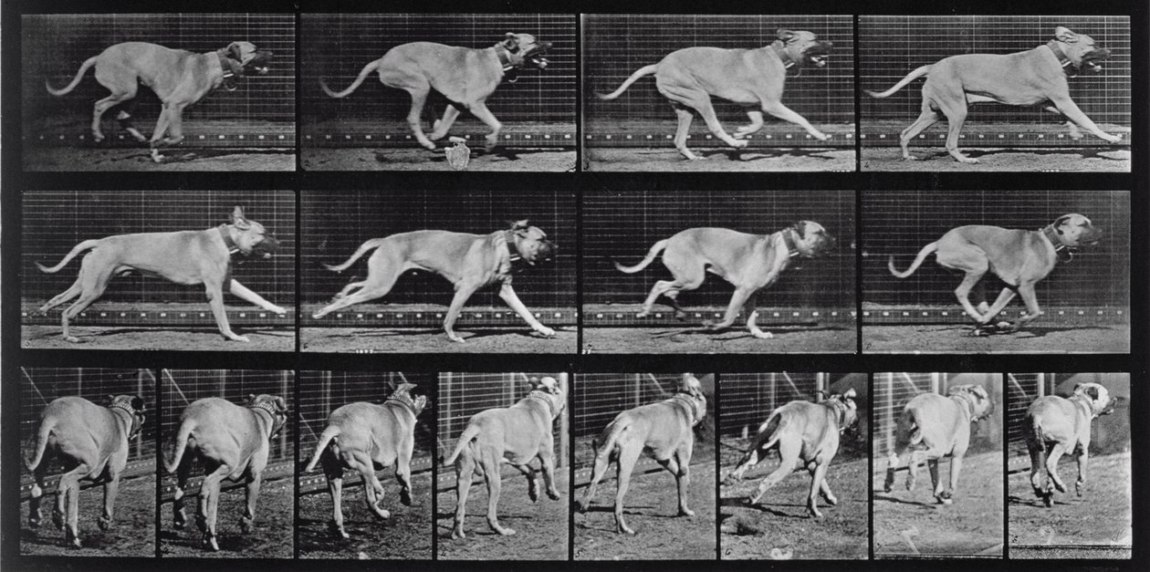 Running Dog, plade 707 fra 