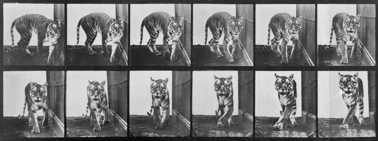 Tiger pacing, fra 